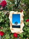Tree Silhouette at Sunset on Burnt Paper