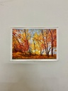 Autumn Forest Landscape