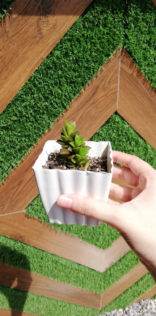 Succulent IMG # 1