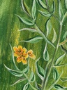 Carolina jessamine IMG # 3