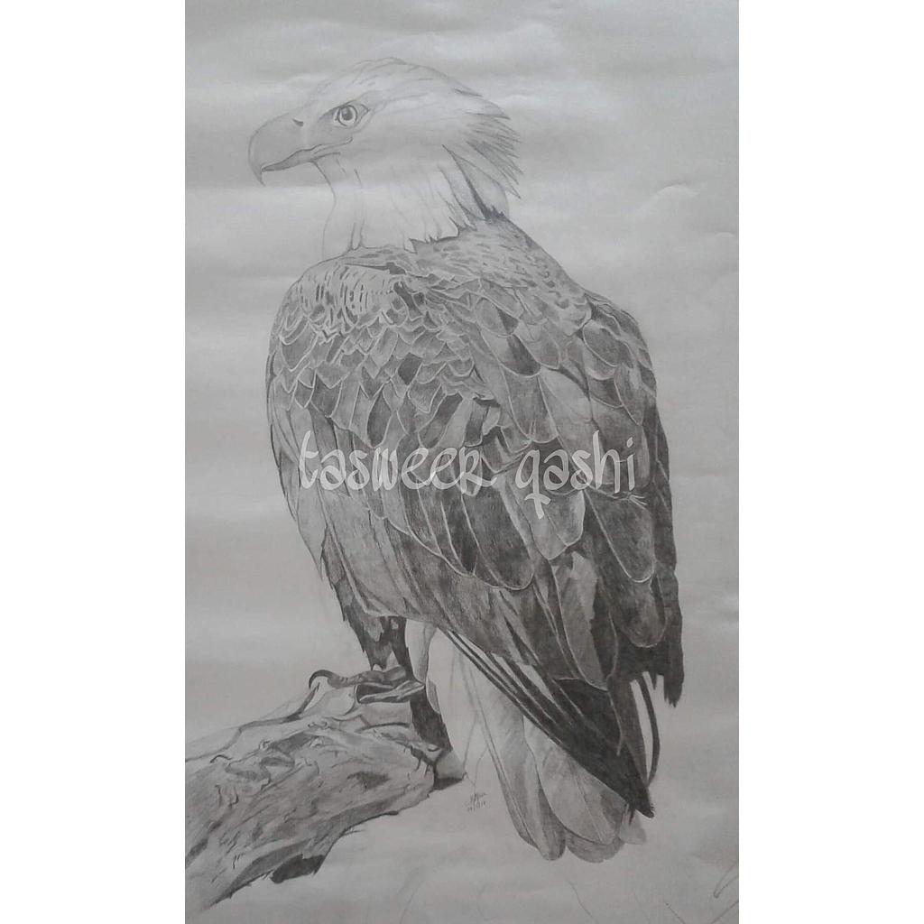 It's a detailed drawing of an eagle drawn with lead pencils.