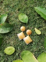 Soft Gold & White Square Earrings