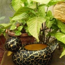 Hand Painted Clay Ducks