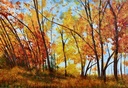 Autumn Forest Landscape
