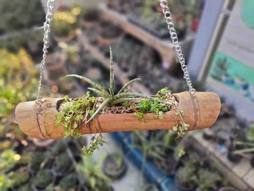 [PK0849-HM-WLH-024262] Bamboo Hanging Planter